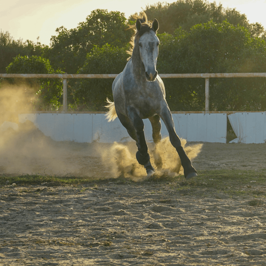 Fotografía de caballos